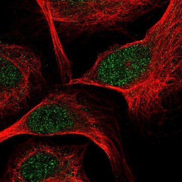 Anti-TCF7 antibody produced in rabbit Prestige Antibodies&#174; Powered by Atlas Antibodies, affinity isolated antibody