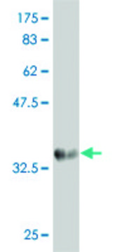 Monoclonal Anti-VPS35 antibody produced in mouse clone 2D3, purified immunoglobulin, buffered aqueous solution