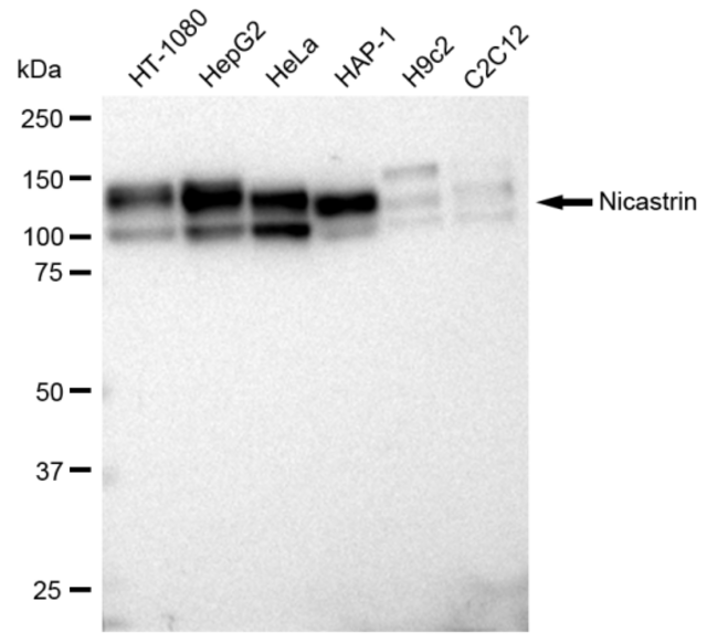 KD-Validated Anti Nicastrin Antibody, clone 23GB1040, Rabbit Monoclonal clone 23GB1040, recombinant rabbit monoclonal, expressed in HEK293 cells