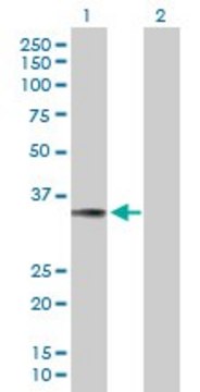 Anti-TNFSF13B antibody produced in mouse purified immunoglobulin, buffered aqueous solution