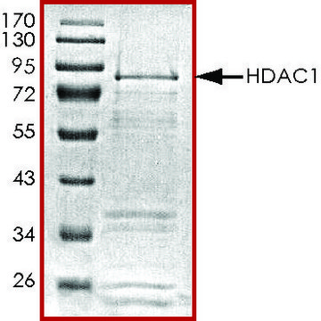 HDAC1, active, GST tagged human recombinant, expressed in baculovirus infected Sf9 cells, &#8805;70% (SDS-PAGE), buffered aqueous glycerol solution