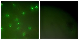 Anti-Cyclin A antibody produced in rabbit affinity isolated antibody