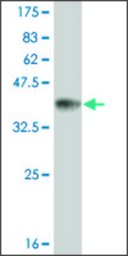 ANTI-TLR9 antibody produced in mouse clone 1E4, purified immunoglobulin, buffered aqueous solution