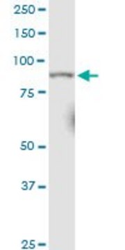 Monoclonal Anti-RRM1 antibody produced in mouse clone 1D6, purified immunoglobulin, buffered aqueous solution