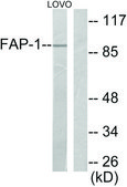 Anti-FAP-1 antibody produced in rabbit affinity isolated antibody
