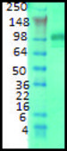Monoclonal Anti-DLG4 antibody produced in mouse clone 7E3, 1&#160;mg/mL, purified immunoglobulin