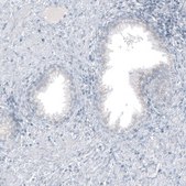 Monoclonal Anti-GLS2 antibody produced in mouse Prestige Antibodies&#174; Powered by Atlas Antibodies, clone CL7721, purified immunoglobulin, buffered aqueous glycerol solution