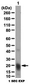 Anti-alpha B-crystallin Antibody from rabbit, purified by affinity chromatography