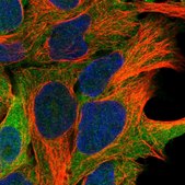 Anti-ARMC6 antibody produced in rabbit Prestige Antibodies&#174; Powered by Atlas Antibodies, affinity isolated antibody, buffered aqueous glycerol solution