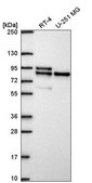 Anti-MARK2 antibody produced in rabbit Prestige Antibodies&#174; Powered by Atlas Antibodies, affinity isolated antibody