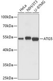 Anti-ATG5 antibody produced in rabbit