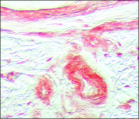 Anti-Fibroblast Growth Factor Receptor-1 antibody produced in rabbit ~1&#160;mg/mL, affinity isolated antibody, buffered aqueous solution