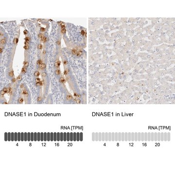 Anti-DNASE1 antibody produced in rabbit Prestige Antibodies&#174; Powered by Atlas Antibodies, affinity isolated antibody, buffered aqueous glycerol solution