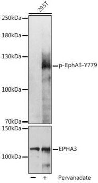 Anti-Phospho-EphA3-Y779 antibody produced in rabbit