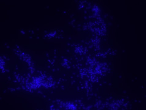 Porphyromonas gingivalis FISH probe - ATTO488 Probe for fluorescence in situ hybridization (FISH)