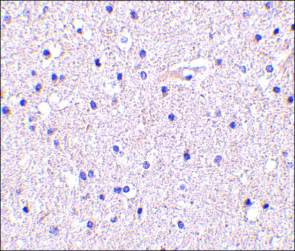 Anti-Nicastrin (ab1) antibody produced in rabbit IgG fraction of antiserum, buffered aqueous solution