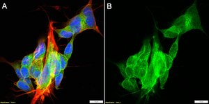Anti-Homer 1 Antibody, clone 1F5 ZooMAb&#174; Rabbit Monoclonal recombinant, expressed in HEK 293 cells