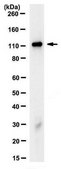Anti-BMPR-II Antibody, clone 9F4.1 clone 9F4.1, from mouse