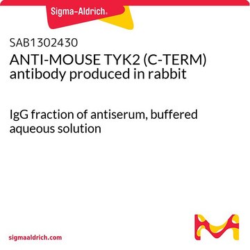 ANTI-MOUSE TYK2 (C-TERM) antibody produced in rabbit IgG fraction of antiserum, buffered aqueous solution