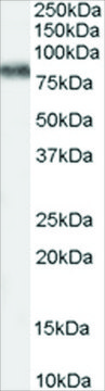 Anti-KCNC3 antibody produced in goat affinity isolated antibody, buffered aqueous solution