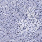 Anti-CACNG3 antibody produced in rabbit Prestige Antibodies&#174; Powered by Atlas Antibodies, affinity isolated antibody, buffered aqueous glycerol solution