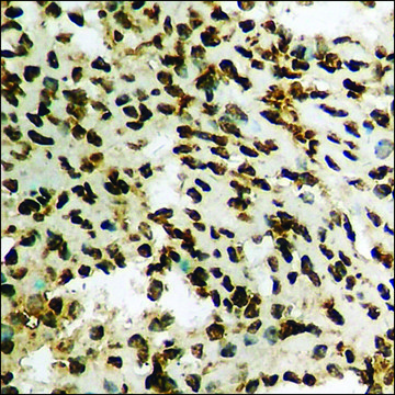 Anti-phospho-WWOX (pTyr33) antibody produced in rabbit affinity isolated antibody