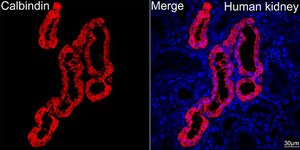 Anti-Calbindin Antibody, clone 1K2K2, Rabbit Monoclonal