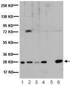 Anti-Heterochromatin Protein-1 &#946; Antibody, clone 1MOD-1A9 ascites fluid, clone 1MOD-1A9, Chemicon&#174;