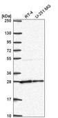 Anti-NUDT21 antibody produced in rabbit Prestige Antibodies&#174; Powered by Atlas Antibodies, affinity isolated antibody