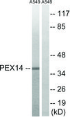 Anti-PEX14 antibody produced in rabbit affinity isolated antibody