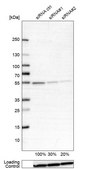 Anti-ATP5B antibody produced in rabbit Ab1, Prestige Antibodies&#174; Powered by Atlas Antibodies, affinity isolated antibody, buffered aqueous glycerol solution