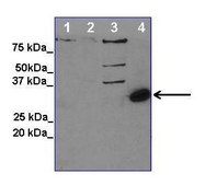 Anti-RYBP antibody produced in rabbit affinity isolated antibody