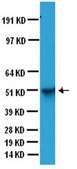 Anti-Glial Fibrillary Acidic Protein Antibody, clone GA5 clone GA5, Chemicon&#174;, from mouse