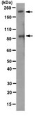 Anti-BRCA1 Antibody, clone MS110 clone MS110, from mouse