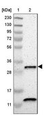 Anti-CA5B antibody produced in rabbit Prestige Antibodies&#174; Powered by Atlas Antibodies, affinity isolated antibody, buffered aqueous glycerol solution