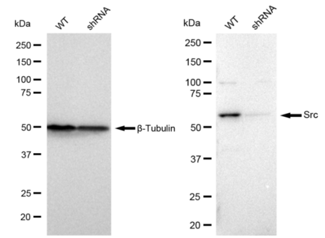 KD-Validated Anti Src Antibody, clone 23GB985, Rabbit Monoclonal clone 23GB985, recombinant rabbit monoclonal, expressed in HEK293 cells
