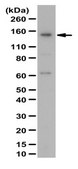 Anti-UTX Antibody from rabbit, purified by affinity chromatography