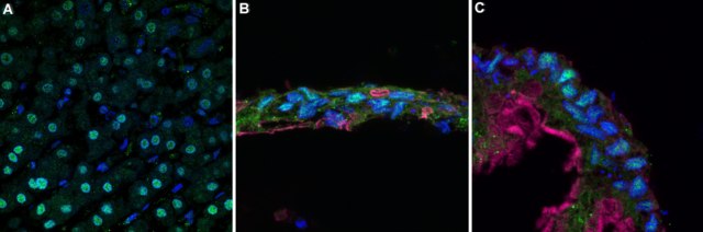 Anti-HNF-4alpha Antibody, clone 4C19 ZooMAb&#174; Rabbit Monoclonal recombinant, expressed in HEK 293 cells