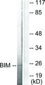 Anti-BIM antibody produced in rabbit affinity isolated antibody