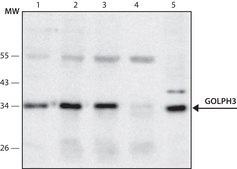 Monoclonal Anti-GOLPH3 antibody produced in mouse clone GOL3-1, purified from hybridoma cell culture