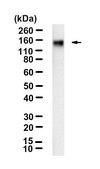Anti-FLT4 Antibody, clone 2F4 ZooMAb® Rabbit Monoclonal recombinant, expressed in HEK 293 cells