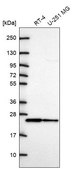 Anti-CDC42 antibody produced in rabbit Prestige Antibodies&#174; Powered by Atlas Antibodies, affinity isolated antibody