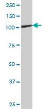 Anti-PTK2B antibody produced in mouse purified immunoglobulin, buffered aqueous solution