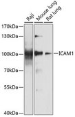 Anti-ICAM1 antibody produced in rabbit