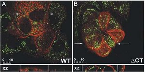 Anti-MMP-14 Antibody serum, Chemicon&#174;
