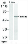 Anti-SMAD2 (Ab-220) antibody produced in rabbit affinity isolated antibody