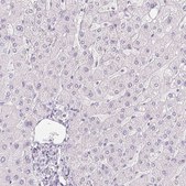 Anti-PPY antibody produced in rabbit Prestige Antibodies&#174; Powered by Atlas Antibodies, affinity isolated antibody, buffered aqueous glycerol solution