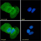 Anti-IL18 antibody produced in goat affinity isolated antibody, buffered aqueous solution