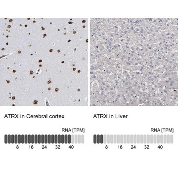 Anti-ATRX antibody produced in rabbit Prestige Antibodies&#174; Powered by Atlas Antibodies, affinity isolated antibody, buffered aqueous glycerol solution