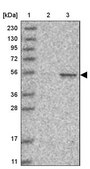 Anti-CCNA2 antibody produced in rabbit Prestige Antibodies&#174; Powered by Atlas Antibodies, affinity isolated antibody, buffered aqueous glycerol solution